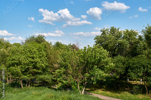 Landscape park with a path and trees