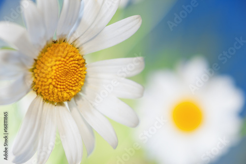 Chamomile among flowers