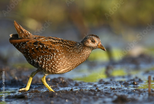 Spotted crake (Porzana porzana)
