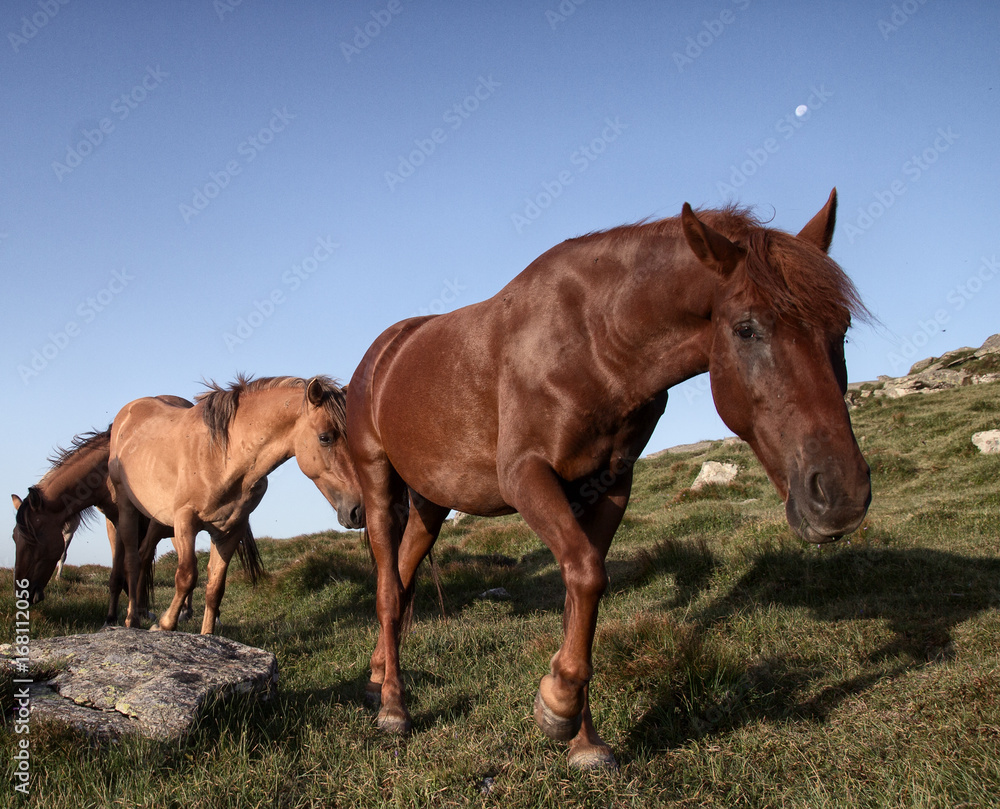 Horses are grazing on top of the mountain Horses are grazing on top of the mountain