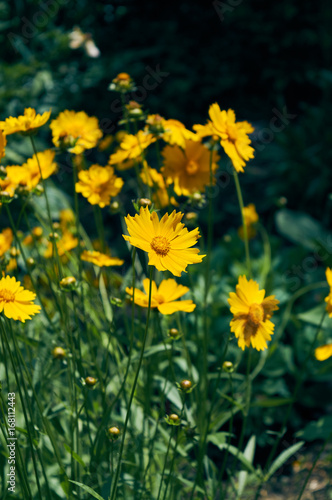 Garden with flowering yellow coreopsis.