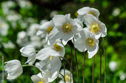 White anemone blossoming on spring