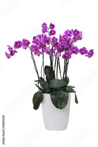 Fototapeta Naklejka Na Ścianę i Meble -  The pink  Orchid Phalaenopsis in pot on white background isolated