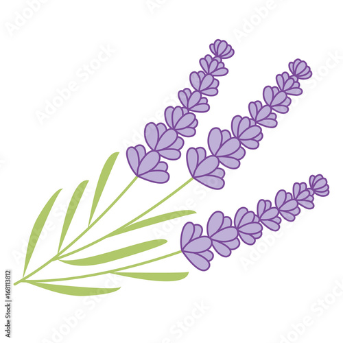 Fototapeta Naklejka Na Ścianę i Meble -  Vector Lavender Bunch