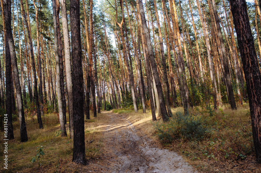 Fototapeta premium Curve road in forest. Deep autumn pine forest
