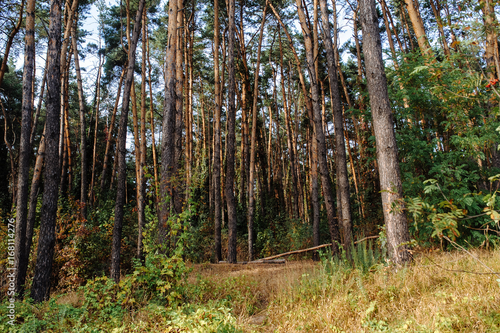 Naklejka premium Deep autumn pine forest with warm sunlight illuminating green foliage.