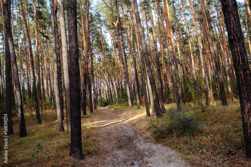 Curve road in forest. Deep autumn pine forest