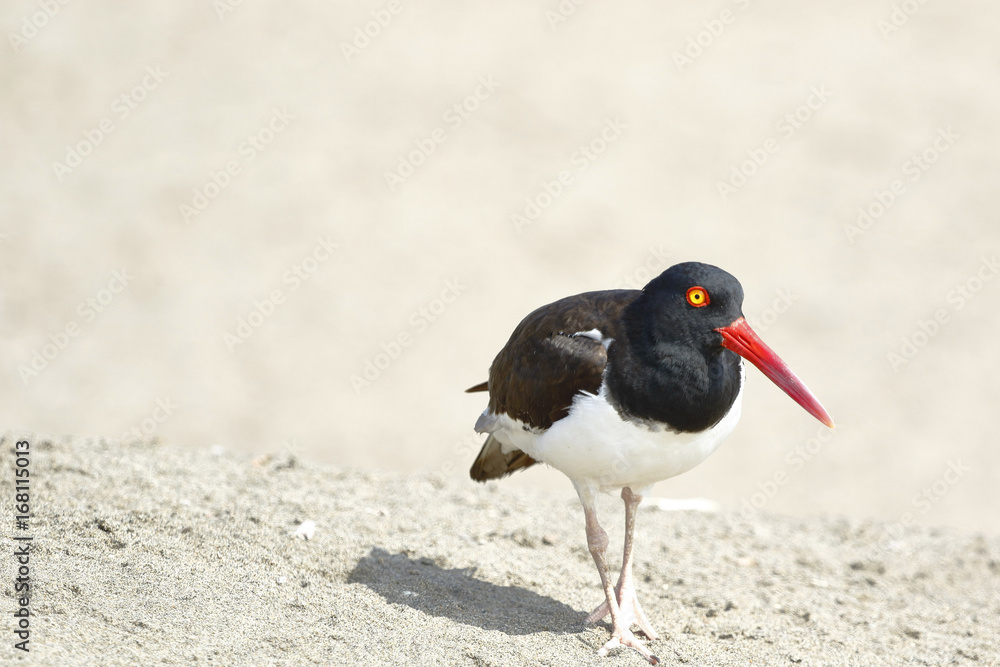 Ostrero Común (Haematopus palliatus) Ostrero Común (Haematopus palliatus)