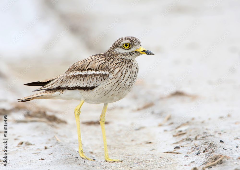 The stone curlew In the natural habitat close up portrait. The stone curlew In the natural habitat close up portrait.