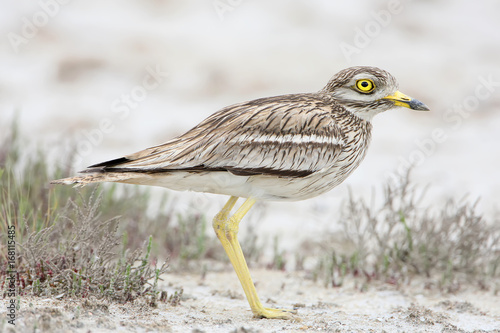 The stone curlew In the natural habitat close up portrait. photo