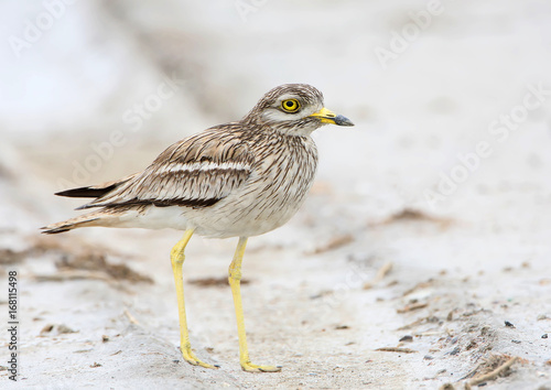 The stone curlew In the natural habitat close up portrait.