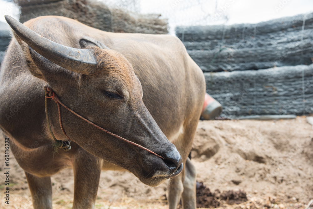 buffalo,The Buffalo native Asia buffalo,The Buffalo native Asia
