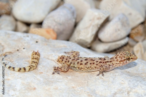  Rarely seen view of a lizard immediately after losing its tail - the beginning of tail regeneration in a Mediterranean Gecko 
