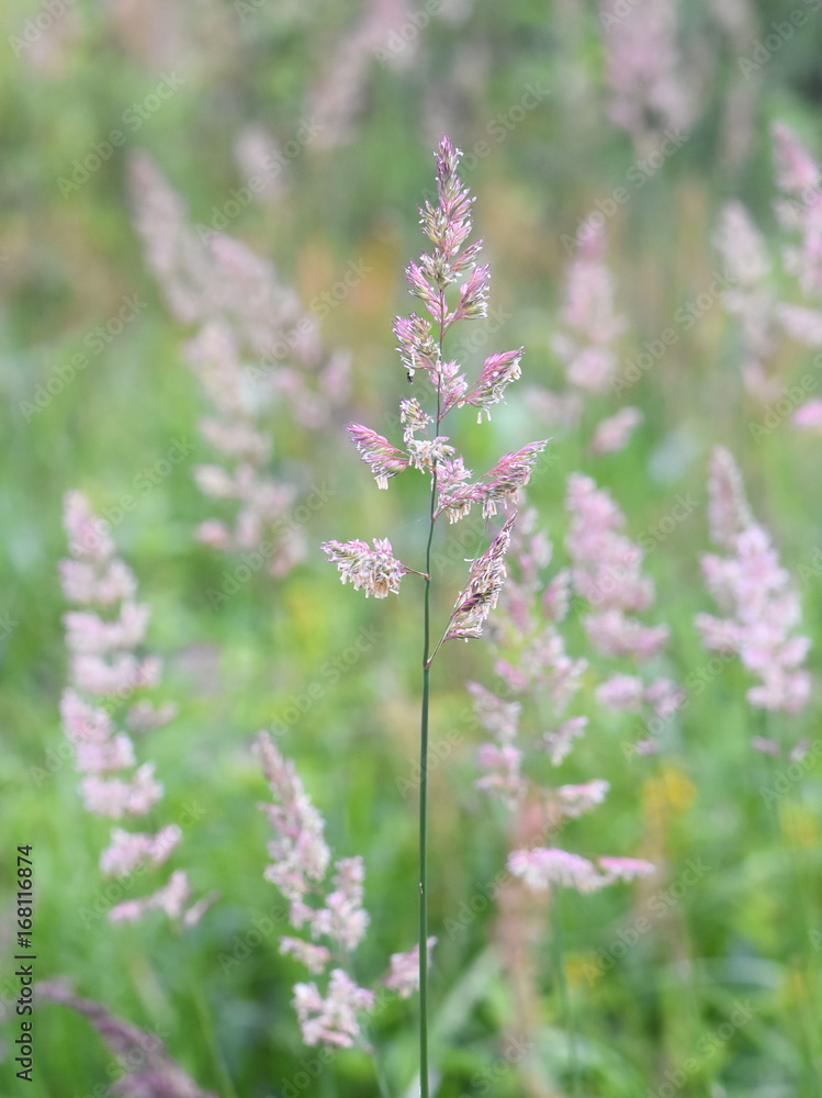 Flowering Cat-grass Dactylis glomerata in a field in summer Flowering Cat-grass Dactylis glomerata in a field in summer