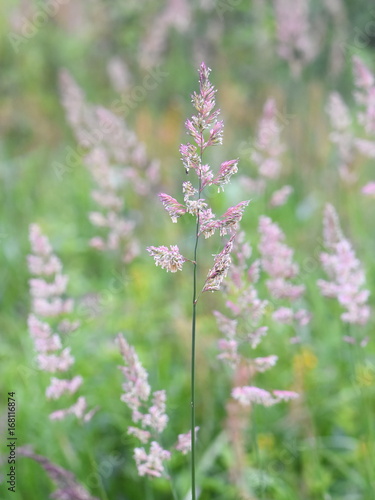 Flowering Cat-grass Dactylis glomerata in a field in summer © hhelene