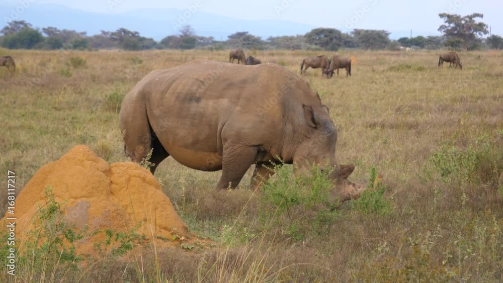 White rhino eating grass with a group wildebeest in the background at Waterberg South Africa White rhino eating grass with a group wildebeest in the background at Waterberg South Africa