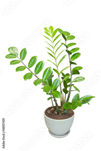 Zamioculcas home plant in a flower pot isolated on white