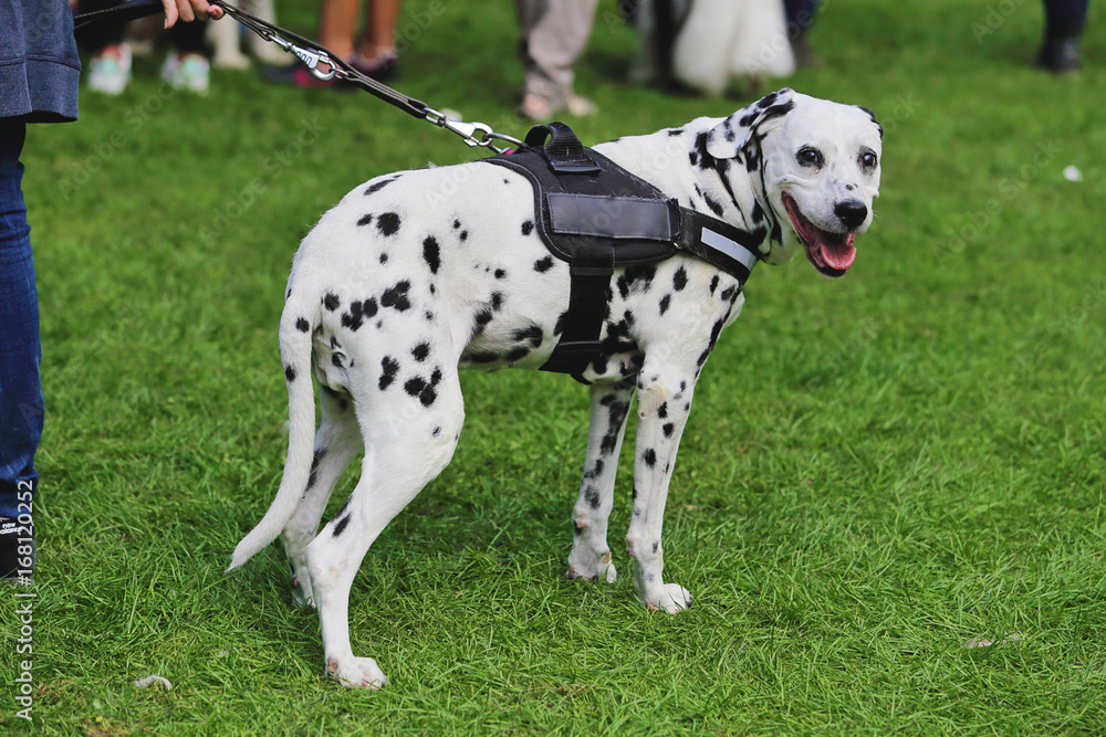 chien de race dalmatien