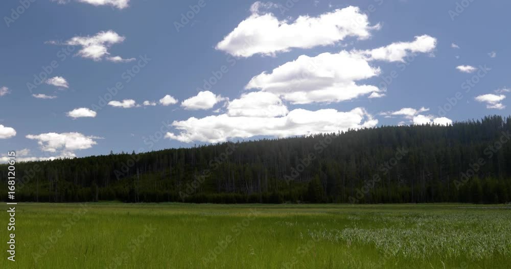 Grassy field next to a pine forest 4k 24fps Grassy field next to a pine forest 4k 24fps