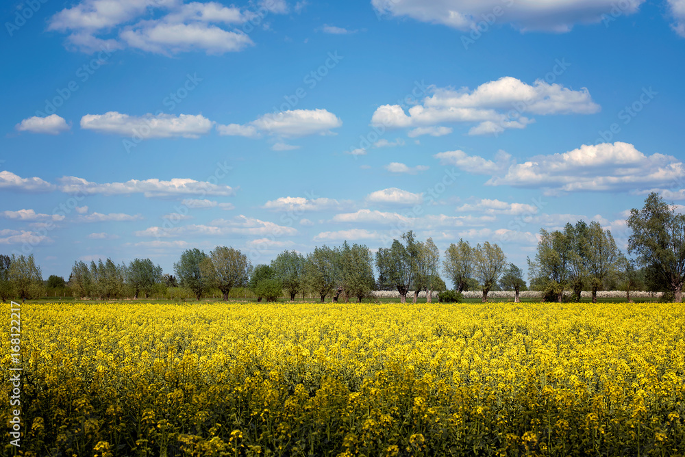 Obraz premium Canola field