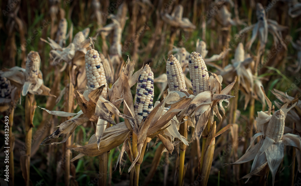 Corn in a corn field ready for harvest Corn in a corn field ready for harvest