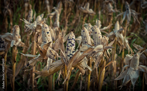 Corn in a corn field ready for harvest