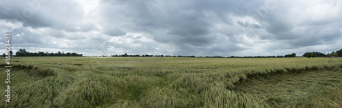Green wheat field with cloudy sky - Panorama