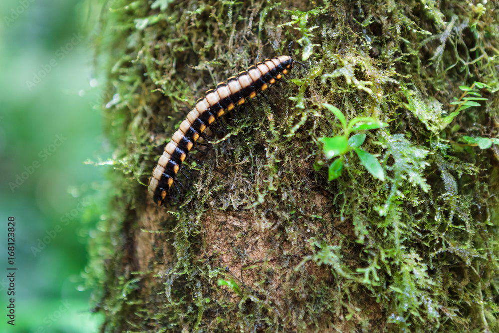 Flat-backed millipede on tree Flat-backed millipede on tree