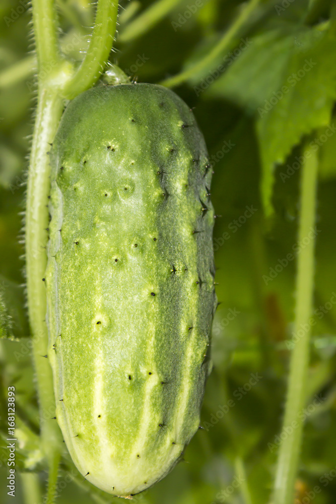 Cucumber on a branch, close-up Cucumber on a branch, close-up