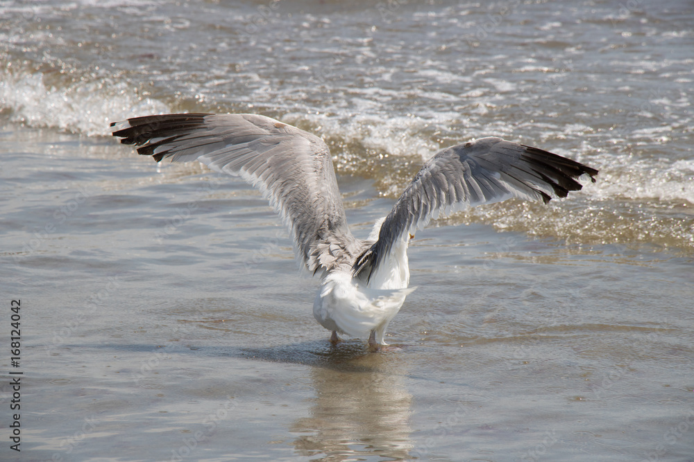 Fototapeta premium Wing Span