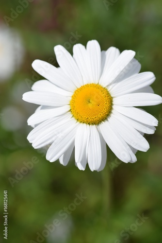 Shasta Daisy Closeup