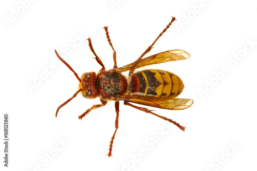 European hornet (Vespa) on a white background