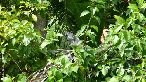 Wallpaper Mural A lizard looking around in the forest from Montezuma Costa Rica Torontodigital.ca