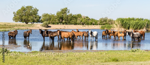 Horses standing in pond