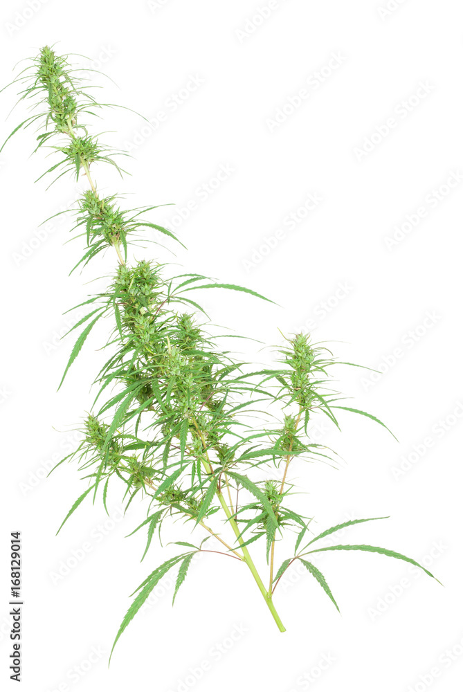 branch of cannabis plant with buds branch of cannabis plant with buds