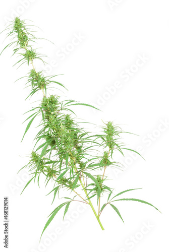 branch of cannabis plant with buds