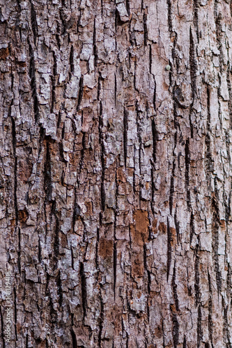 Fototapeta Naklejka Na Ścianę i Meble -  Brown and White Bark Of Tree