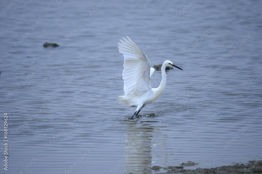 egrets egrets