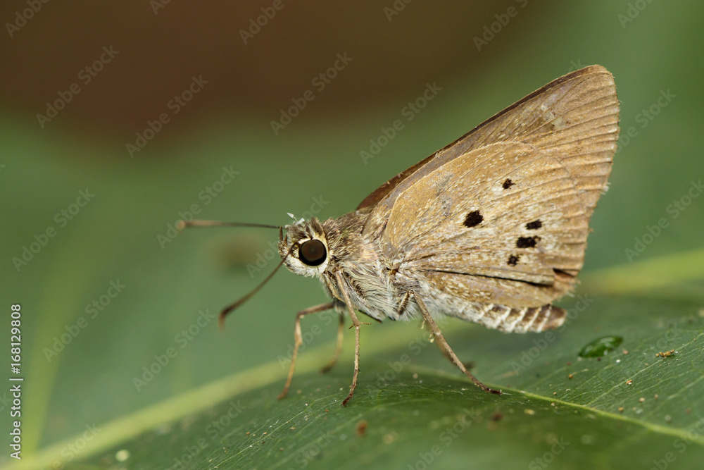 Fototapeta premium Image of The Indian Palm Bob butterfly (Suastus gremius gremius Fabricius, 1798) on green leaves. Insect Animal