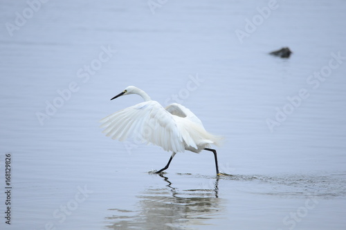 egrets