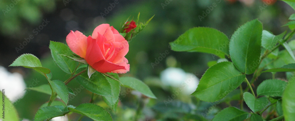 Obraz premium LandscapeRedRoseonLeft