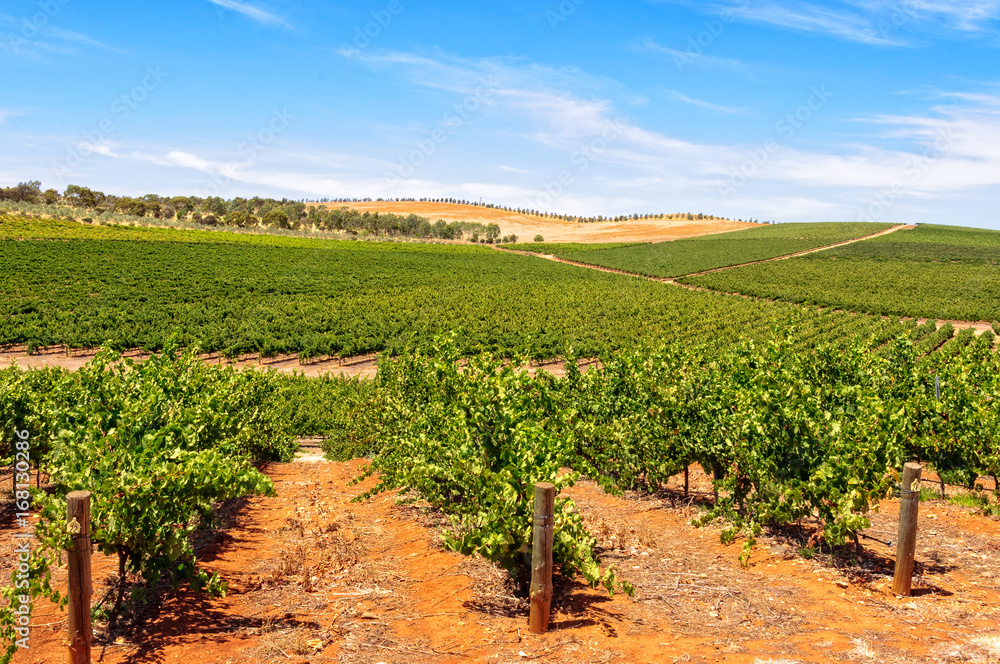 Rows of vines - Clare Valley, SA, Australia
