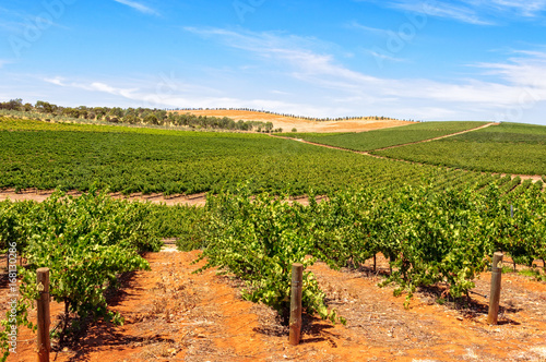 Obraz na płótnie Rows of vines - Clare Valley, SA, Australia