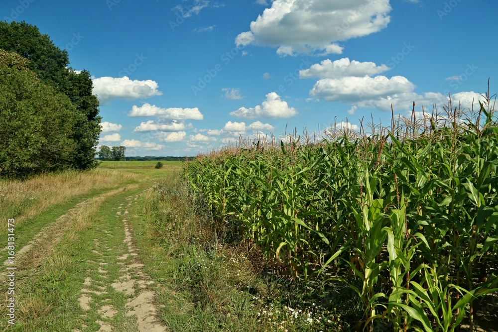 Cornfield, path and blue sky with white clouds