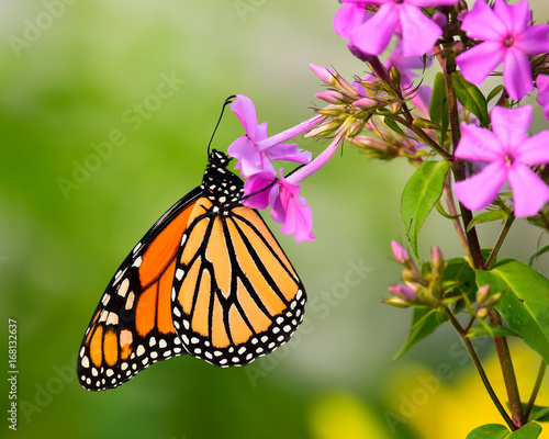 Monarch butterfly feeding on phlox flowers in garden