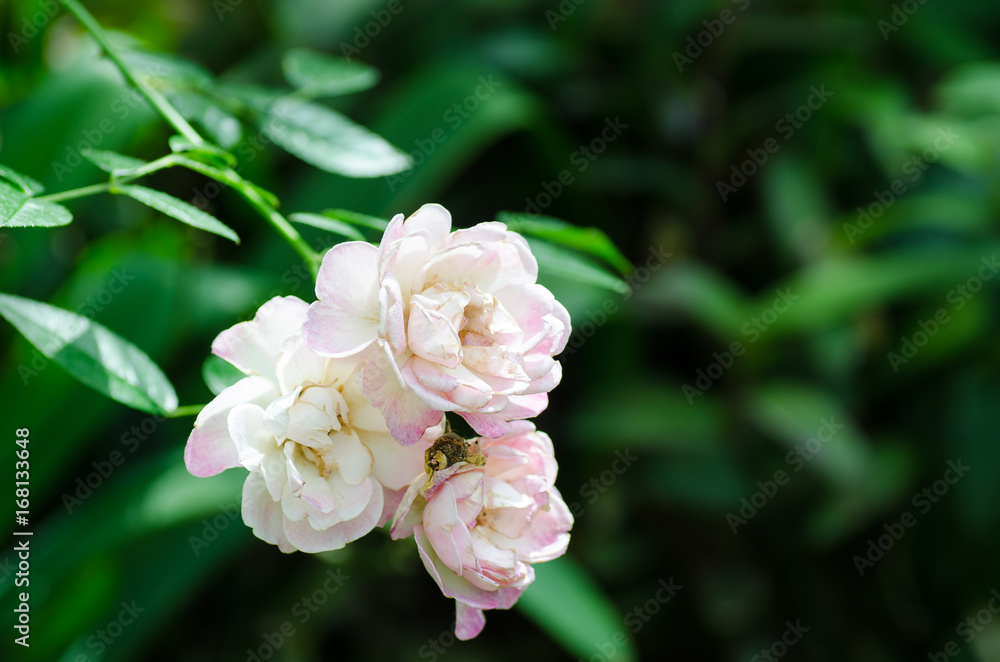 Beauty roses flower blossom in a garden,Decoration flowers Beauty roses flower blossom in a garden,Decoration flowers