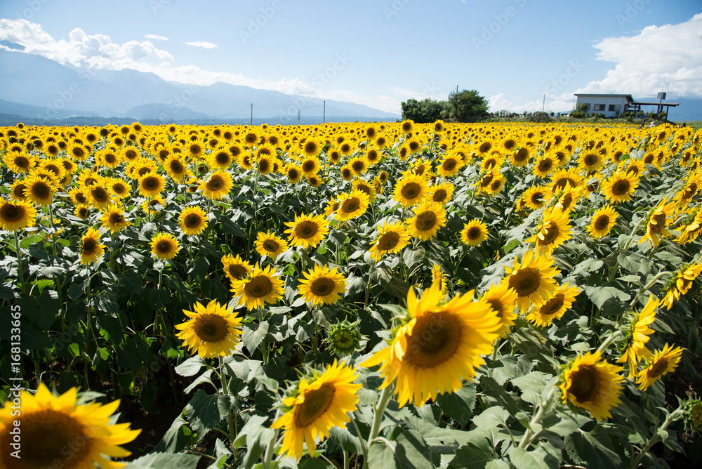 Obraz premium Sunflower Field