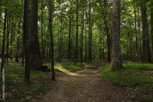 Forest Path 1