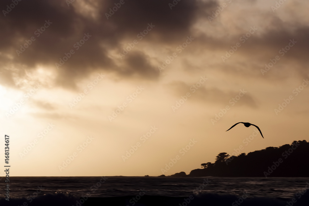 Obraz premium Silhouette Flying Seagull Against Sunset Sky Over Ocean