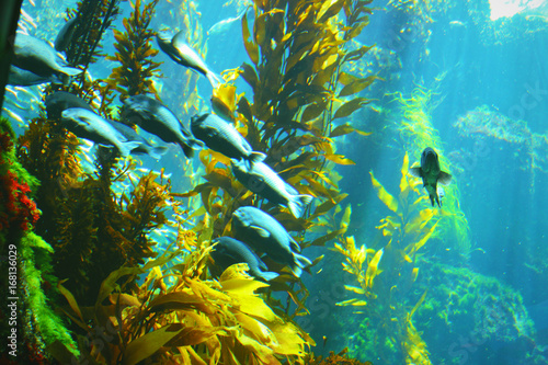 School of fish in kelp garden